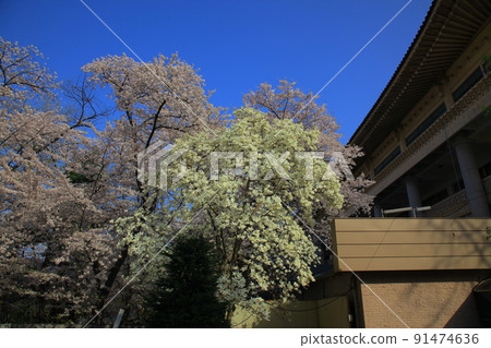 兒童大公園的春花 兒童大公園的春花 91474636