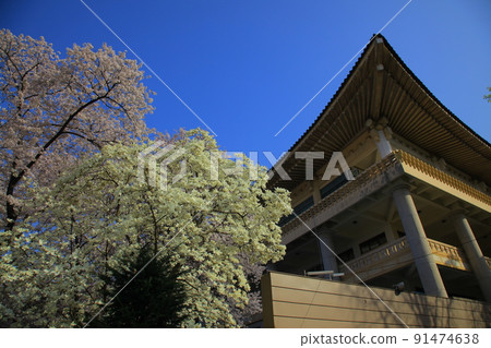 兒童大公園的春花 91474638