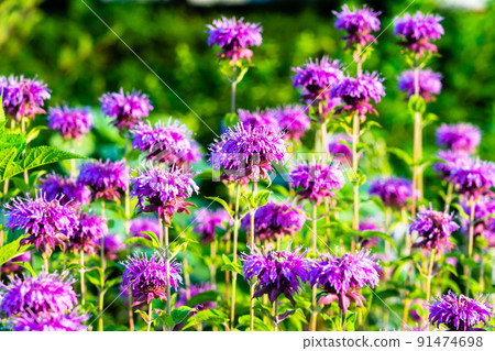 夏季清晨花壇 Yagurumahakka Yaguruma 輕載 91474698