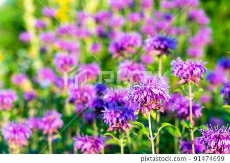 夏季清晨花壇 Yagurumahakka Yaguruma 輕載 91474699