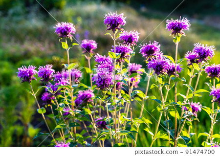 Summer early morning flowerbed Yagurumahakka Yaguruma light load 91474700