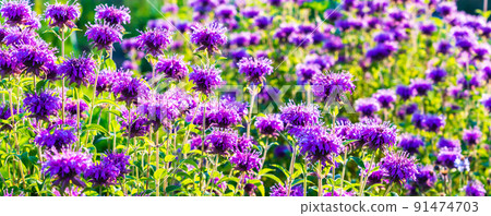 Summer early morning flowerbed Yagurumahakka Yaguruma light load Summer early morning flowerbed Yagurumahakka Yaguruma light load 91474703