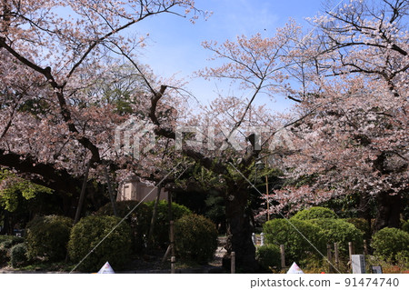 Log of cherry blossoms of Komatsuotome in Ueno Park, Taito-ku, Tokyo Log of cherry blossoms of Komatsuotome in Ueno Park, Taito-ku, Tokyo 91474740