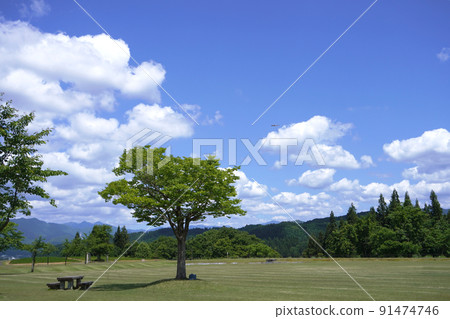 Bamboo dragonfly and sky 04 Bamboo dragonfly and sky 04 91474746