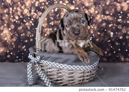 Louisiana Catahoula Leopard Dog puppy portrait on holiday background 91474762