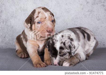 Two Louisiana Catahoula Leopard Dogs puppies on gray background Two Louisiana Catahoula Leopard Dogs puppies on gray background 91474771