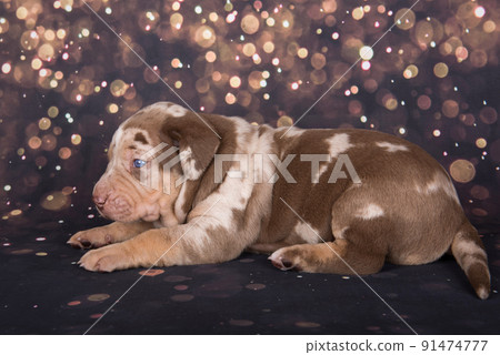 Louisiana Catahoula Leopard Dog puppy portrait on holiday background 91474777