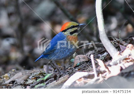 生活在東南亞森林中的藍皮塔,有著美麗的藍色和橙色 生活在東南亞森林中的藍皮塔,有著美麗的藍色和橙色 91475154
