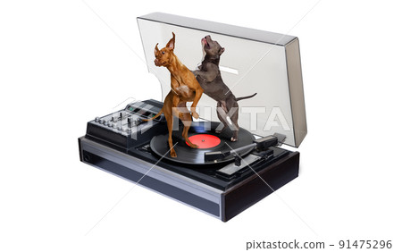 Creative collage with beautiful pedigree dogs dancing on vinyl record isolated over white background Creative collage with beautiful pedigree dogs dancing on vinyl record isolated over white background 91475296