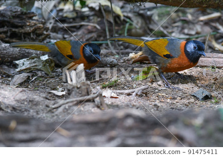 一種僅生活在越南南部大叻高原的稀有瀕危屠宰蝴蝶 91475411