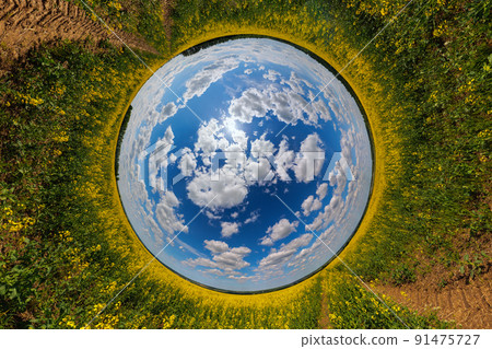 blue sphere reversed little planet view of yellow blossoming rapeseed field, round tunnel view blue sphere reversed little planet view of yellow blossoming rapeseed field, round tunnel view 91475727