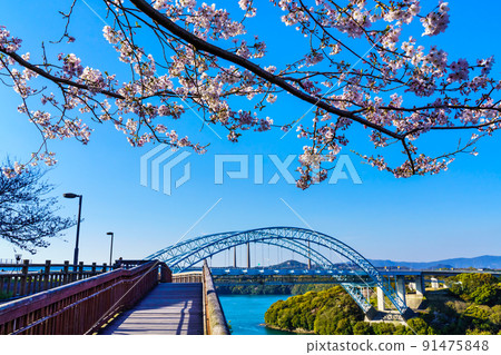 西海橋公園的櫻花【長崎縣西海市】 91475848