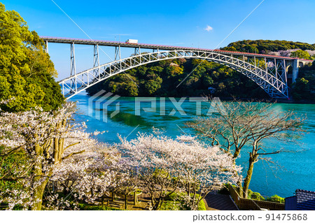 西海橋公園的櫻花【長崎縣西海市】 91475868