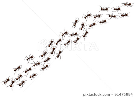 Black ant trail. Working insect curve group silhouettes isolated on white background. Vector illustration. 91475994