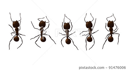Black ant trail. Working insect curve group silhouettes isolated on white background. Vector illustration. 91476006