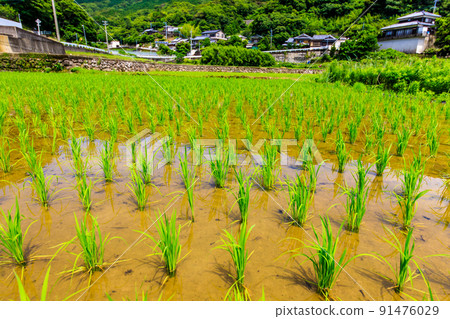 Rice terraces in Kamiura, water-filled landscape [Nagasaki City] 91476029