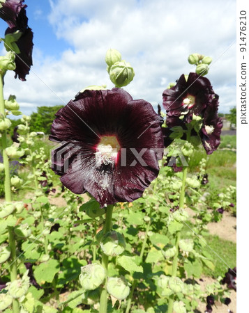 Black mallow (black-purple flower variety of hollyhocks) 91476210