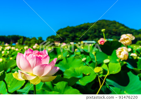 Karako Lotus Gardens [Isahaya City, Nagasaki Prefecture] 91476220