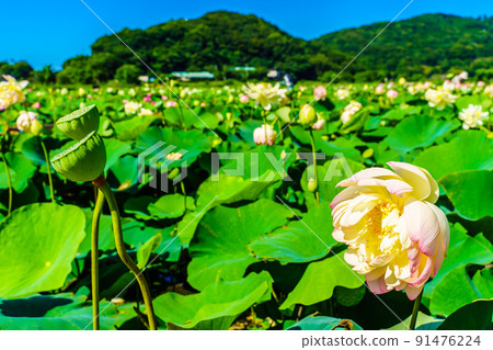 Karako Lotus Gardens [Isahaya City, Nagasaki Prefecture] 91476224