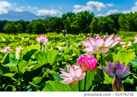 Karako Lotus Gardens [Isahaya City, Nagasaki Prefecture] 91476236