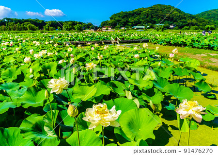 Karako Lotus Gardens [長崎縣諫早市] 91476270
