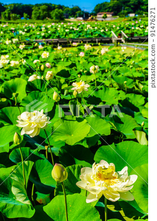 Karako Lotus Gardens [長崎縣諫早市] 91476271