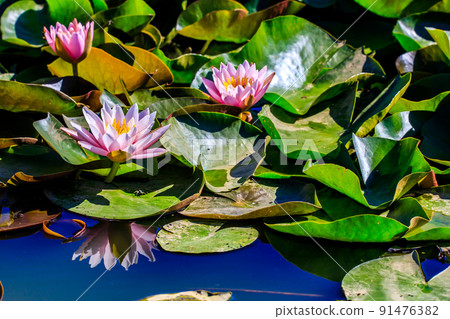 唐子蓮花花園的睡蓮[長崎縣諫早市] 91476382