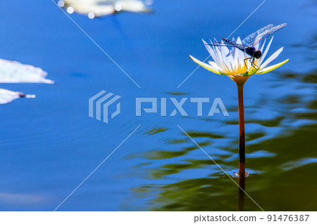 Water lily dragonfly in Karako Lotus Garden [Isahaya City, Nagasaki Prefecture] 91476387
