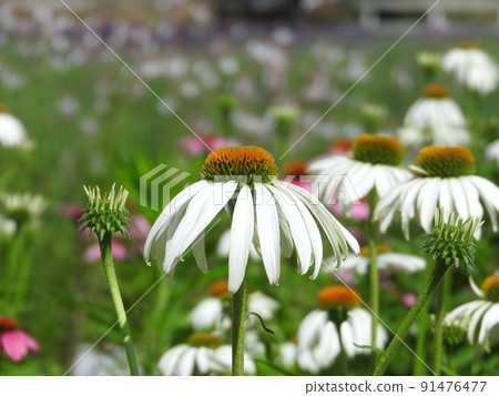 Echinacea white 91476477