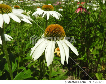 Echinacea white 91476479