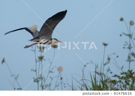 Gray Heron, Wakayama City, Wakayama Prefecture 91476616