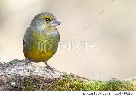 Greenfinch (Carduelis chloris ) on a tree branch in winter. 91476629