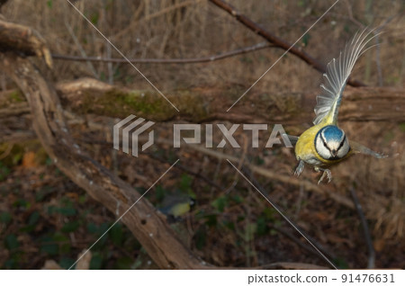 Blue Tit (Parus caeruleus) in flight in the forest. 91476631