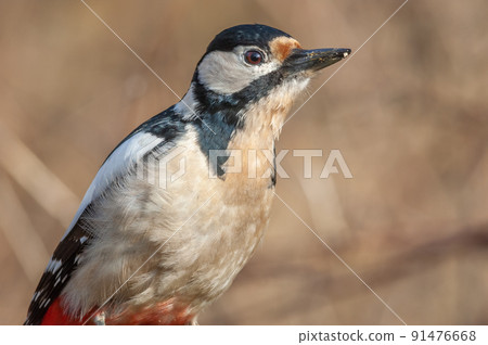 Great Spotted Woodpecker (Dendrocopos major) on a tree branch in winter in a forest. 91476668