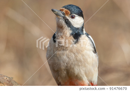 Great Spotted Woodpecker (Dendrocopos major) on a tree branch in winter in a forest. 91476670