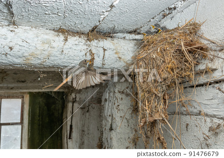 Black Redstart (Phoenicurus ochruros) bringing food in flight to its chicks at nest. 91476679