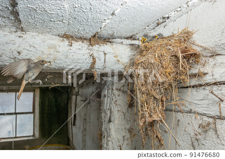 Black Redstart (Phoenicurus ochruros) bringing food in flight to its chicks at nest. 91476680