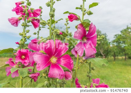 Bright pink tropical hibiscus flower in orchard. 91476740