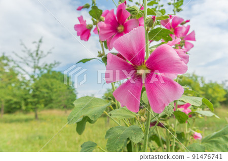 Bright pink tropical hibiscus flower in orchard. 91476741