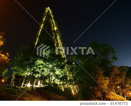 Night view Tree illumination 91476772