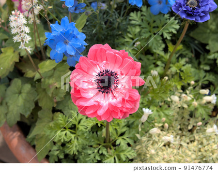 Anemones 91476774