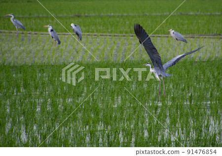 A herd of gray herons in a rice field, Wakayama City, Wakayama Prefecture 91476854