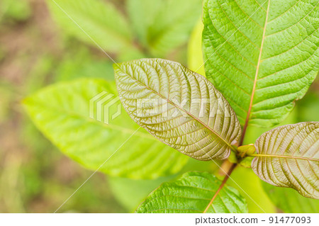 Fresh Mitragyna speciosa leaf or kratom tree. Outdoor shooting on blur background Fresh Mitragyna speciosa leaf or kratom tree. Outdoor shooting on blur background 91477093