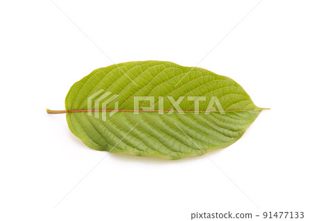 Fresh Mitragyna speciosa leaf or kratom tree. Studio shot isolated on white Fresh Mitragyna speciosa leaf or kratom tree. Studio shot isolated on white 91477133