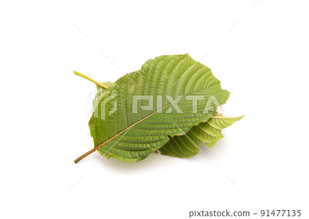 Fresh Mitragyna speciosa leaf or kratom tree. Studio shot isolated on white Fresh Mitragyna speciosa leaf or kratom tree. Studio shot isolated on white 91477135
