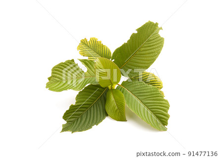 Fresh Mitragyna speciosa leaf or kratom tree. Studio shot isolated on white Fresh Mitragyna speciosa leaf or kratom tree. Studio shot isolated on white 91477136