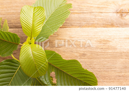 Fresh Mitragyna speciosa leaf or kratom tree on wooden table background. Fresh Mitragyna speciosa leaf or kratom tree on wooden table background. 91477140