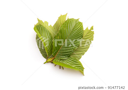 Fresh Mitragyna speciosa leaf or kratom tree. Studio shot isolated on white 91477142