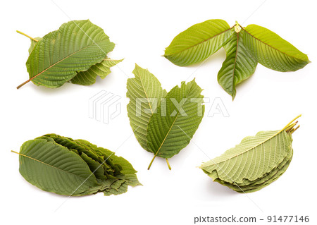 Fresh Mitragyna speciosa leaf or kratom tree. Studio shot isolated on white Fresh Mitragyna speciosa leaf or kratom tree. Studio shot isolated on white 91477146