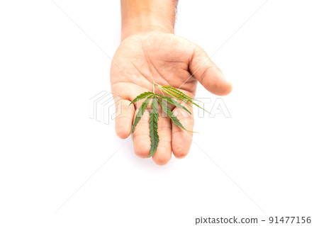 Leaf of green fresh of marijuana tree. Studio shot isolated on white Leaf of green fresh of marijuana tree. Studio shot isolated on white 91477156